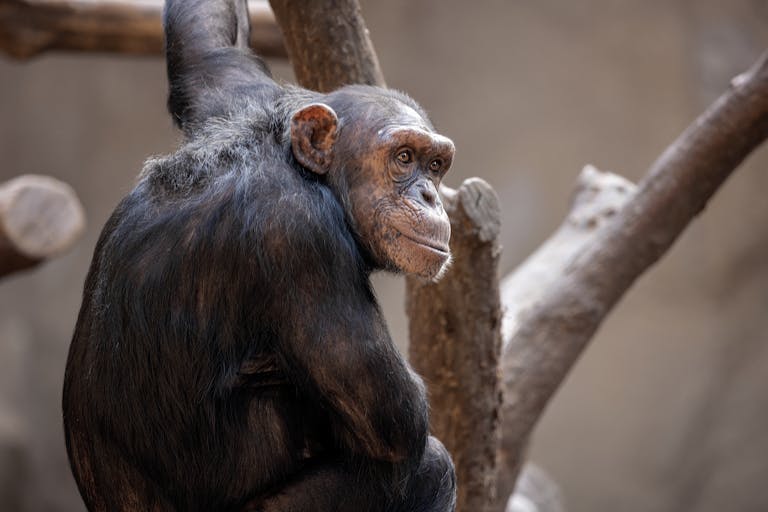 Close-up Photo of a Chimpanzee